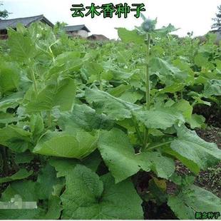 �ľ��N��ͥԺ�Nֲľ����a�ļ�����������N�ѷNͥԺ�r�I�ķNֲ