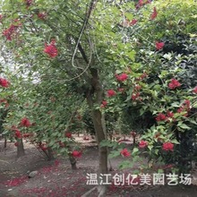 鸡冠刺桐象牙红 产地直发 量大从优 高度8-15公分