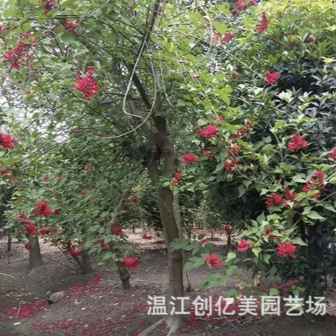 鸡冠刺桐象牙红 产地直发 量大从优 高度8-15公分
