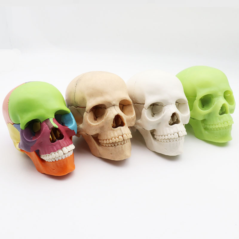 Medical detachable 15 parts 1:2 human body color primary color skull model skull skull medical teaching Medical detachable 15 parts 1:2 human body color primary color skull model skull skull medical teaching