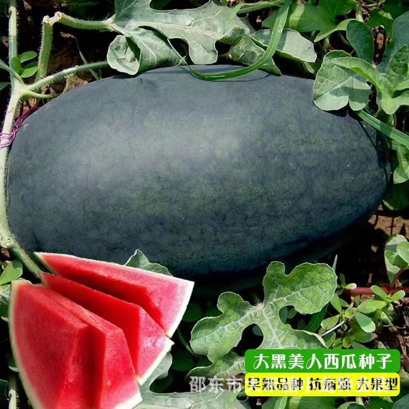 Authentic Black Beauty Watermelon Seed New Variety Black Skin Red Flesh Easy to Plant Seed Farm Garden Fruit Seed Authentic Black Beauty Watermelon Seed New Variety Black Skin Red Flesh Easy to Plant Seed Farm Garden Fruit Seed