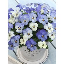 ��Խ��߹߹���ܷN����ɫ��������߅�{��퍻����L�ͺ��ݻ��ﲥ�^��