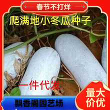 һ�����l���M��С���ϷN�Ӳ���ܰ�Ƥ����ë�����ļ������߮a����