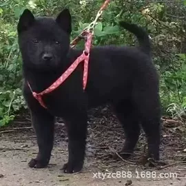 狗;其他农业