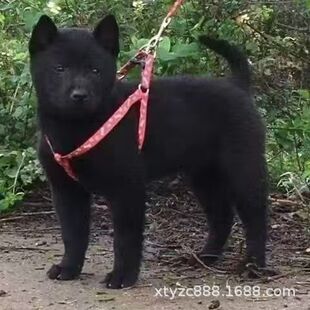 ���l���Ȯ��Ȯ���w����С��������A��@Ȯ�o�lȮ���̻