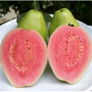 ��ʯ������ɫ�Ř��ļ��Ř���t�ğ�֬�t��ʯ��ʯ��޽��箔��Y��