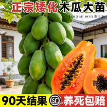 四季木瓜果树果苗冰糖红心水果木瓜特大苗果树庭院南北方种植盆栽