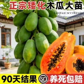 盆栽;乔木;园林果树