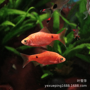 ��Ԫ���~õ���a�~��ؔ�^�p�~�J�����ֺ��B�ͻ�͜�С���~�ݸ��~��