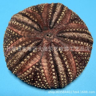 �Ǹ׺�đ ��Ȼ��đ���к��՚��P������DIY�������ӼҔ[���S�����l