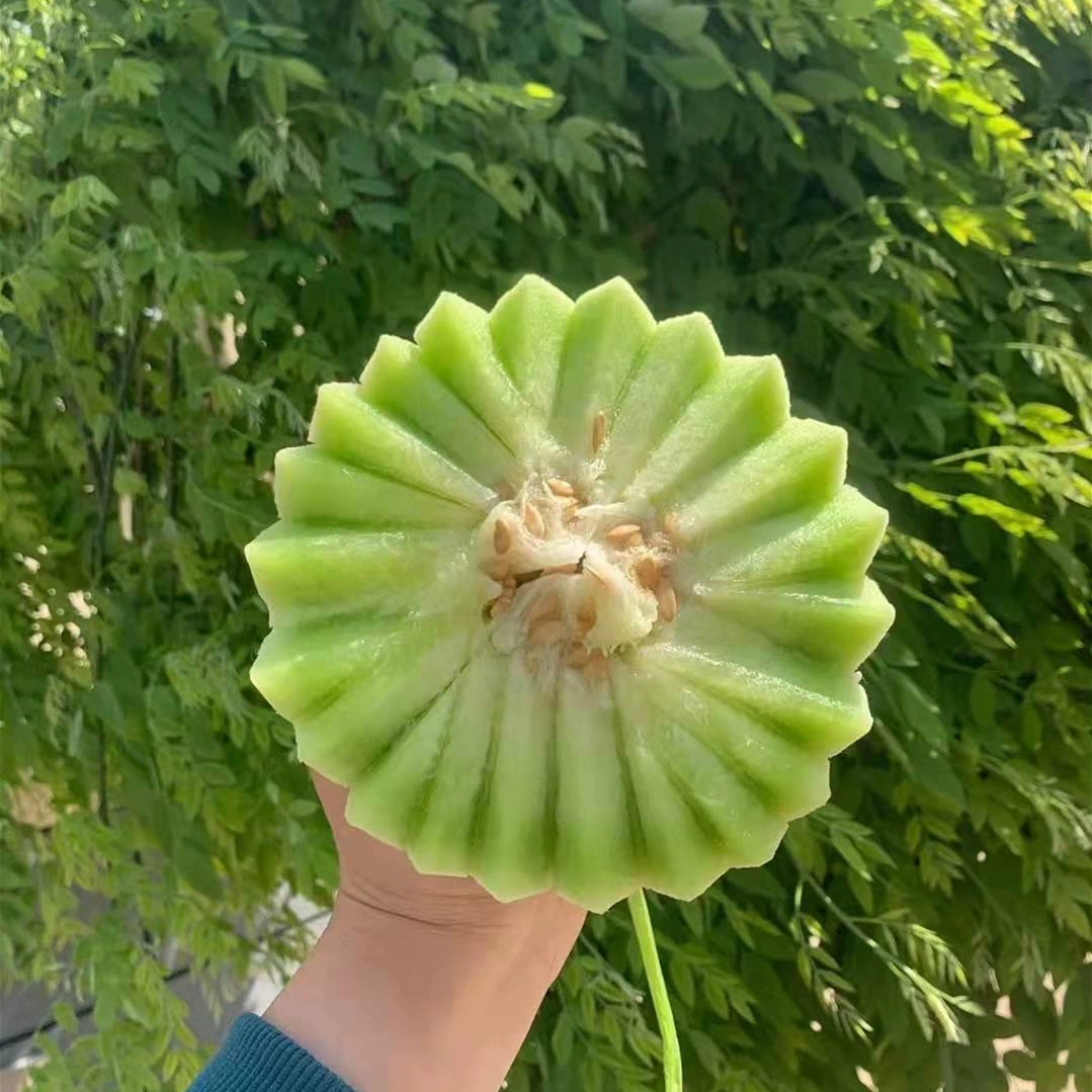 Дыня Нефритовый гриб Дыня Свежая Дыня Сезонные фрукты Зеленое мясо Дыня Хами Несетчатая Дыня