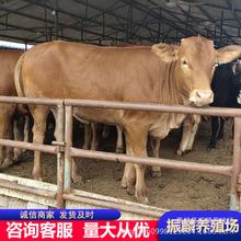 Сţ�� Сţ���BֳЧ����� �����Sţ�Bֳ�� ������ţ�كr��