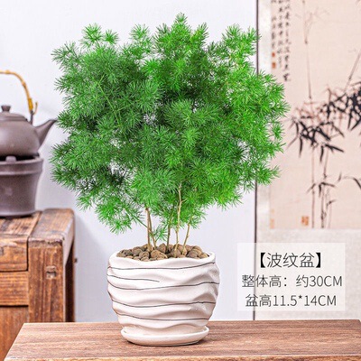 Pine Indoor Potted Zodiac Monkey Living Room Small Bonsai Flower Desktop Easy to Care for All-Season Green Plant Money Tree Plant