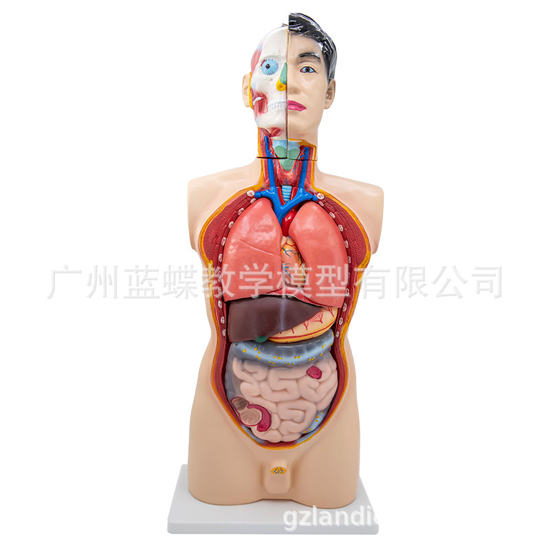 85CM�������ɿɲ�19���������ٽṹ��֯�����������ٽṹ�ֲ��ṹ