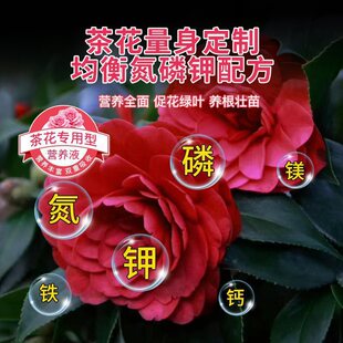 �I�BҺɽ�軨�軨���ԠI�B��ֲ��軨���ϻ��_�ʠI�B�ʠI�BҺ���_