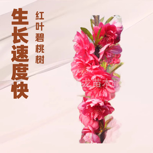 �G����ľ���جF؛��������С�翴�Ҙ����~���Ҙ���Ҏ��ȫ����l؛