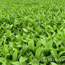 �Ƶ�ʳ���R�m�^���180�˛���Ұ���_����ʳ����¾Ʋ˛��˰��]