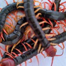 活蜈蚣种苗金头蜈蚣活体红头蜈蚣包繁殖及成活率包教技术