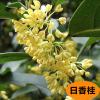 Four seasons osmanthus tree seedlings flower pot potted fragrance -type flowers and plants with flowers with flower courtyard grafting Jinani free shipping