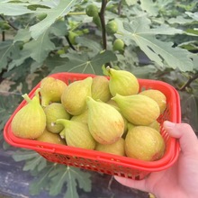 出售1米高盆栽黑马KK无花果苗 根系发达当年结果波姬红无花果苗