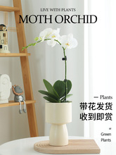 白色蝴蝶兰盆栽带花植物室内客厅桌面花卉盆景四季开花好养活跨境