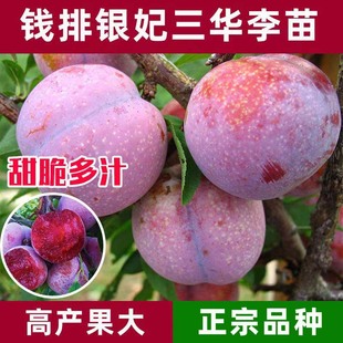 �X���y�����A���Ә���t�ļ޽ӷ��������������Ә�ˮ�����Ϸ��Nֲ