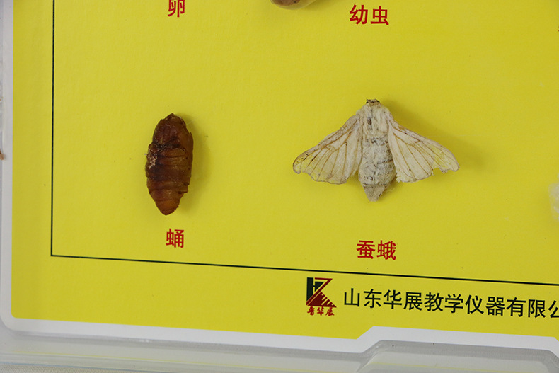 家蚕生活史 初中生物标本初高中生物教学实验器材标本昆虫模型-阿里巴巴