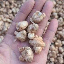 論斤重量批發香雪蘭種球苗種子小蒼蘭庭院耐寒植物球根爆款貨源
