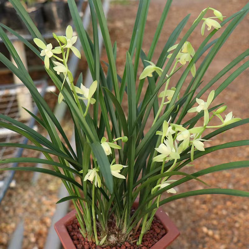 兰花建兰铁骨素心带花苞耐寒四季兰开花浓香室内阳台绿植花卉盆栽