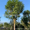 Crown Jacaranda Zhangzhou Place of Origin Supplying Transplant Crown Jacaranda Transplant skeleton Jacaranda wholesale