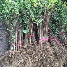榆树树苗榆钱树苗榆树苗庭院风景树可食用苗道路公园绿化耐寒树苗