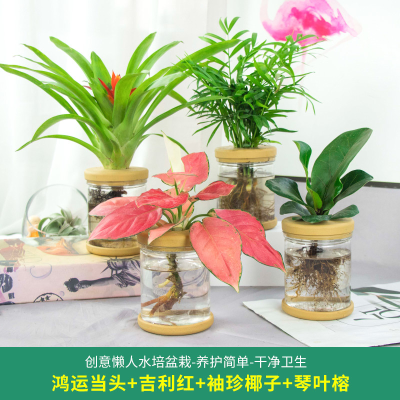 Plantas hidropónicas en maceta de flores de oficina de flores pequeñas plantas verdes en todas las estaciones, fácil de cultivar plantas en maceta de agua suculenta.