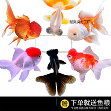 С���~�ͻ���B�^�p�~���w��ˮ�~�{���^���~����~���~