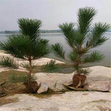 ���ɘ����ɘ��ѿС���ļ������ɽ�G�������辰�ز�ֲ������ֱ�N