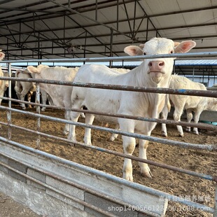 �����Rţ ��ľٝţ �����Sţ ���ʼ���ţ ţ��