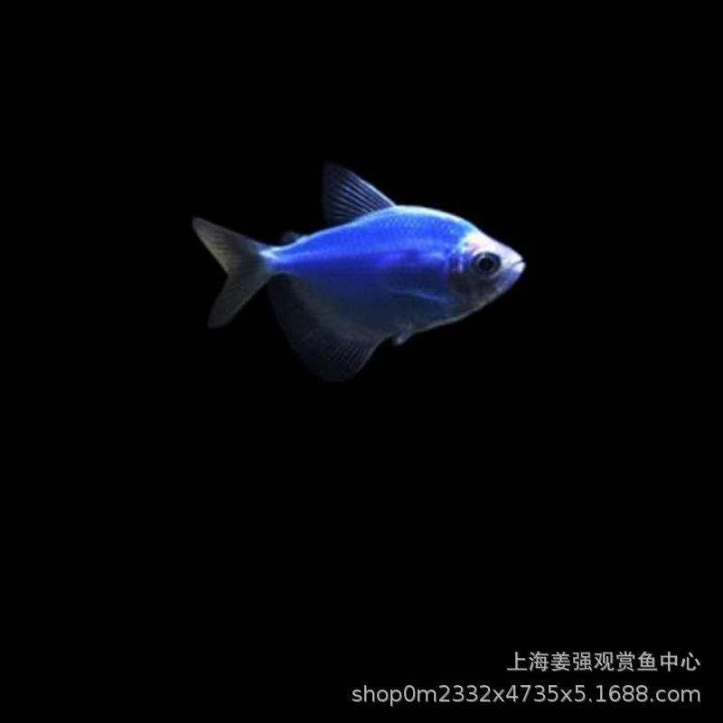 Тропические рыбы декоративные рыбы красочные ангельские синие пальто синий кристалл Ангел хорошо выращивать сплошной цвет домашних животных Рыба Трава Аквариум рыба Начинающий оптом