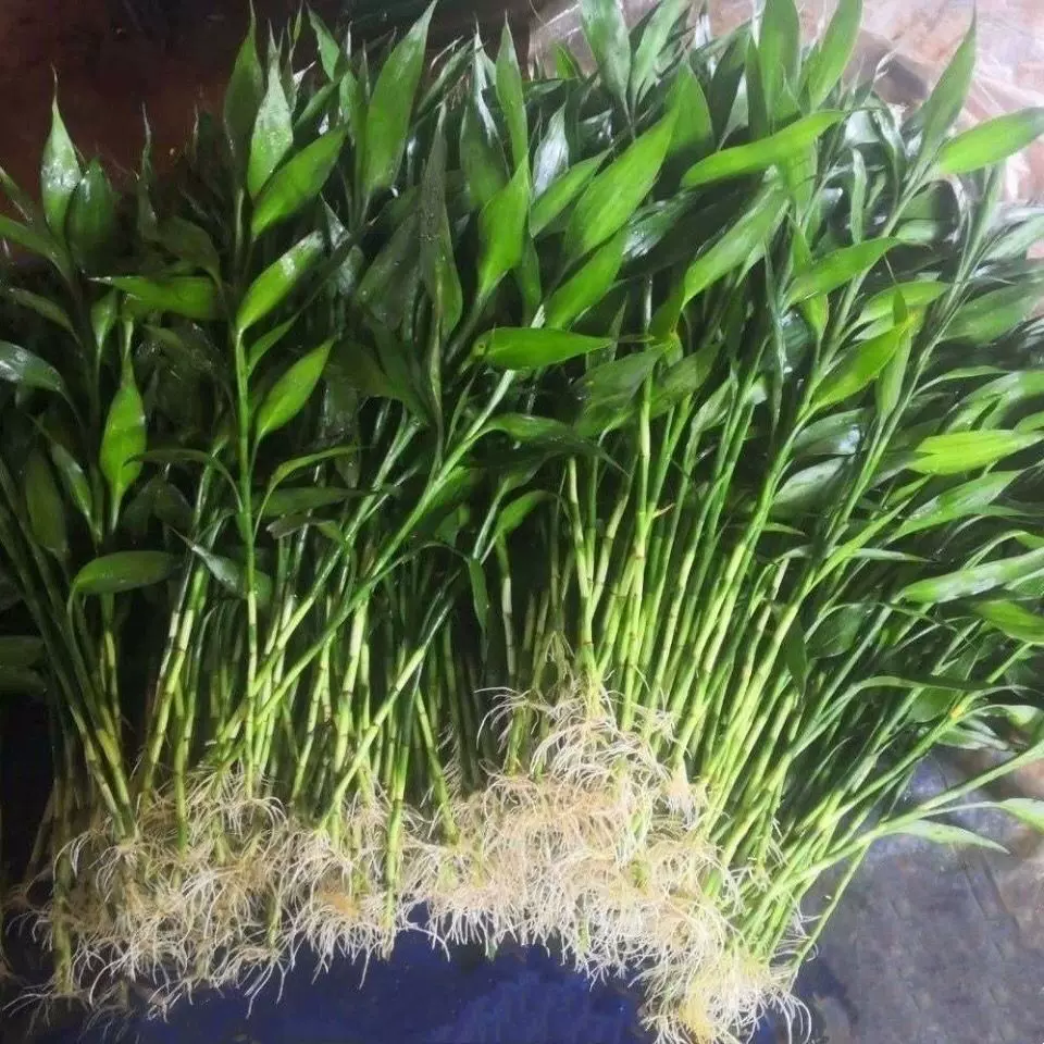 富贵竹花水养客厅水培土养富贵竹粗竹绿植竹净化空气好养批发