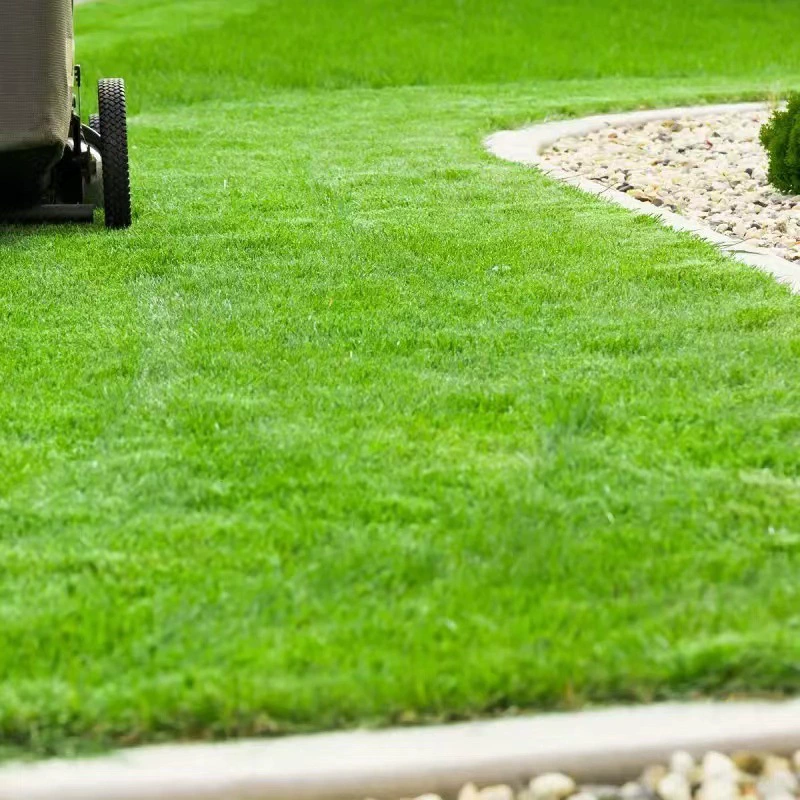 Трава семена травы вечнозеленые круглый год озеленение Зеленый хребет трава ryegrass высокий овсклон защита Бермудские семена травы