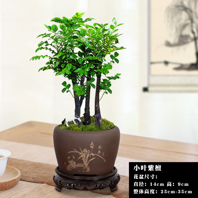 여러 개의 붉은 백단향 + 보라색 모래 난초 향 화분/무료 베이스 포니