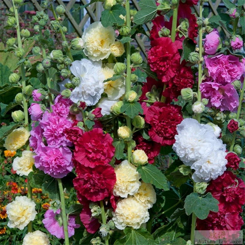 База семян Мальва с двумя лепестками оптом Four Seasons двор сад зеленый балкон легко выращивать цветок в горшке пьяная бабочка Дейзи