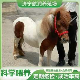 德保矮马活体小马驹出售迷你骑乘马景区骑乘马宠物马设特兰矮马