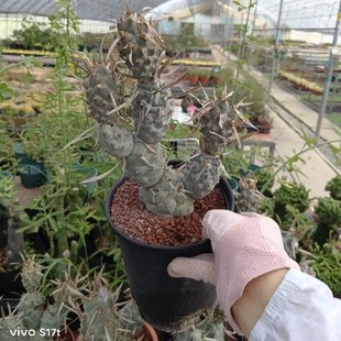 �������Ұ �F�� ������ ����ֲ��Tephrocactus articulatus