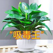 适合房间养的花摆在客厅的植物真花放卧室搬新家的绿植好看又好养