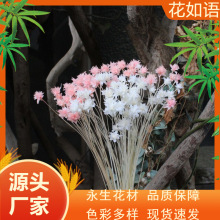 巴西植物 小山花 干花花束 家居装饰手工diy真花花材拍照道具