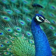 蓝孔雀纯种活体销售批发 景区观赏养殖家养可开屏成年花孔雀