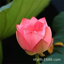 СҼtźN߮a\ˮźˮBɏźNͥԺԳNֲɻ