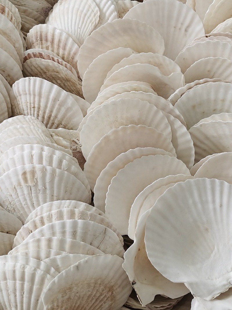 Correo de ajo hawaiano Barbacoa grande Vieira Bandeja de abanico Bolsa de concha grande Ventilador de media concha al vapor Blanco