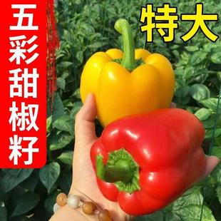 �����N���߲ʽ�����𽷳��콷�L����ţ�ǽ��߲����ļ����߲˷N��
