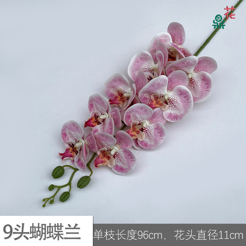 9 phalaenopsis GFG #15 스팟 핑크
