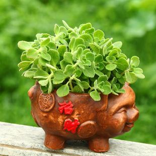 Bump Fragrant Potted Plants with Free Shipping, a Touch of Fragrance, Vanilla Succulents, Evergreen Green Plants and Florals with Free Shipping